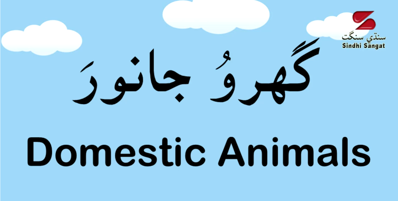 Educational Videos for Children - Domestic Animals in Sindhi