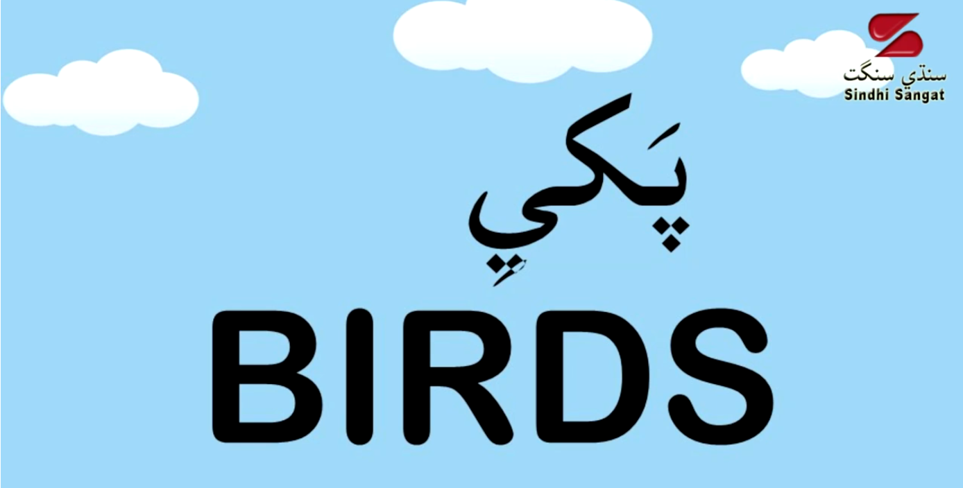 Educational Videos for Children - Birds names in Sindhi